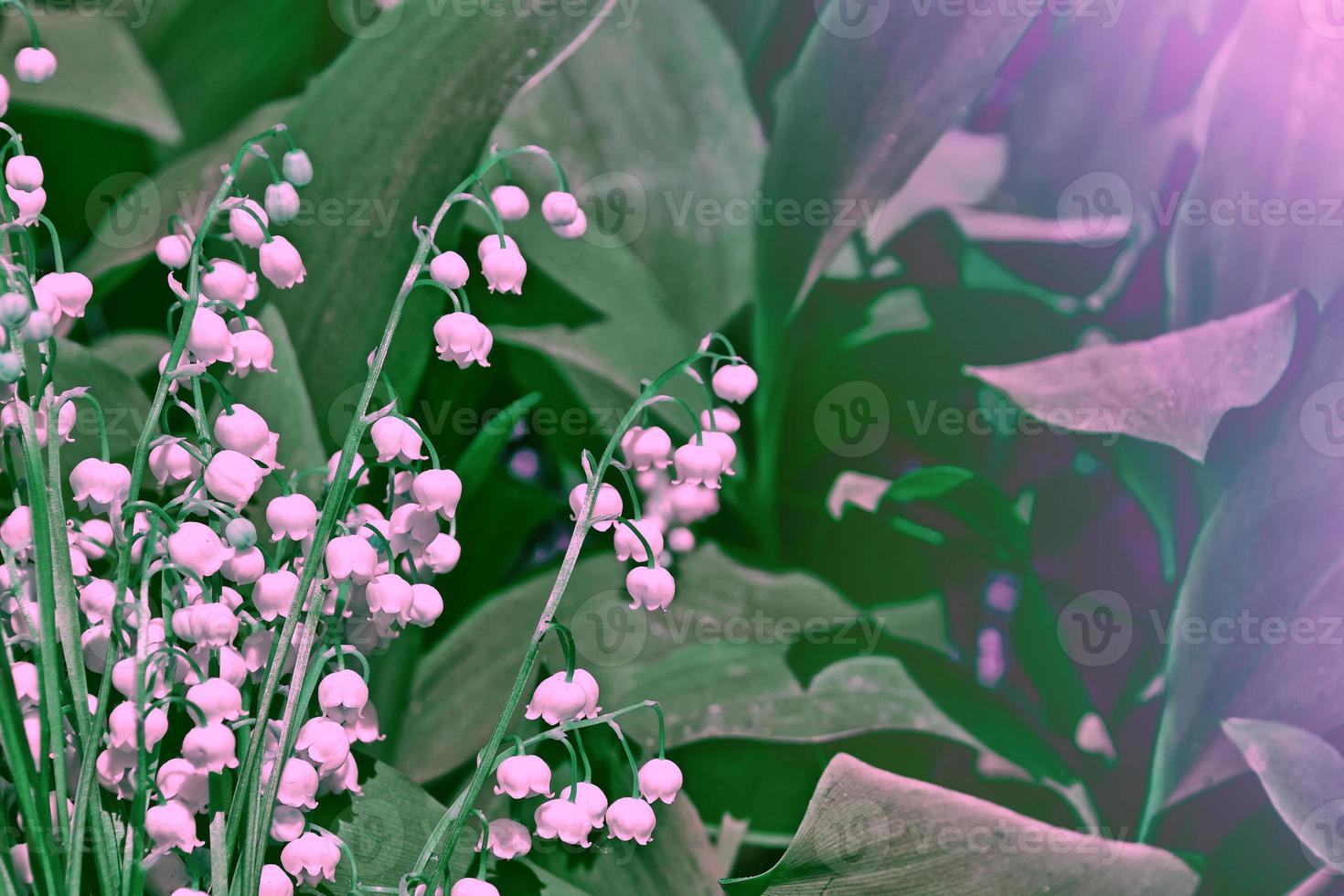 Spring landscape. flowers lily of the valley photo
