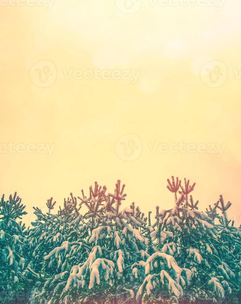 Frozen winter forest with snow covered trees. photo