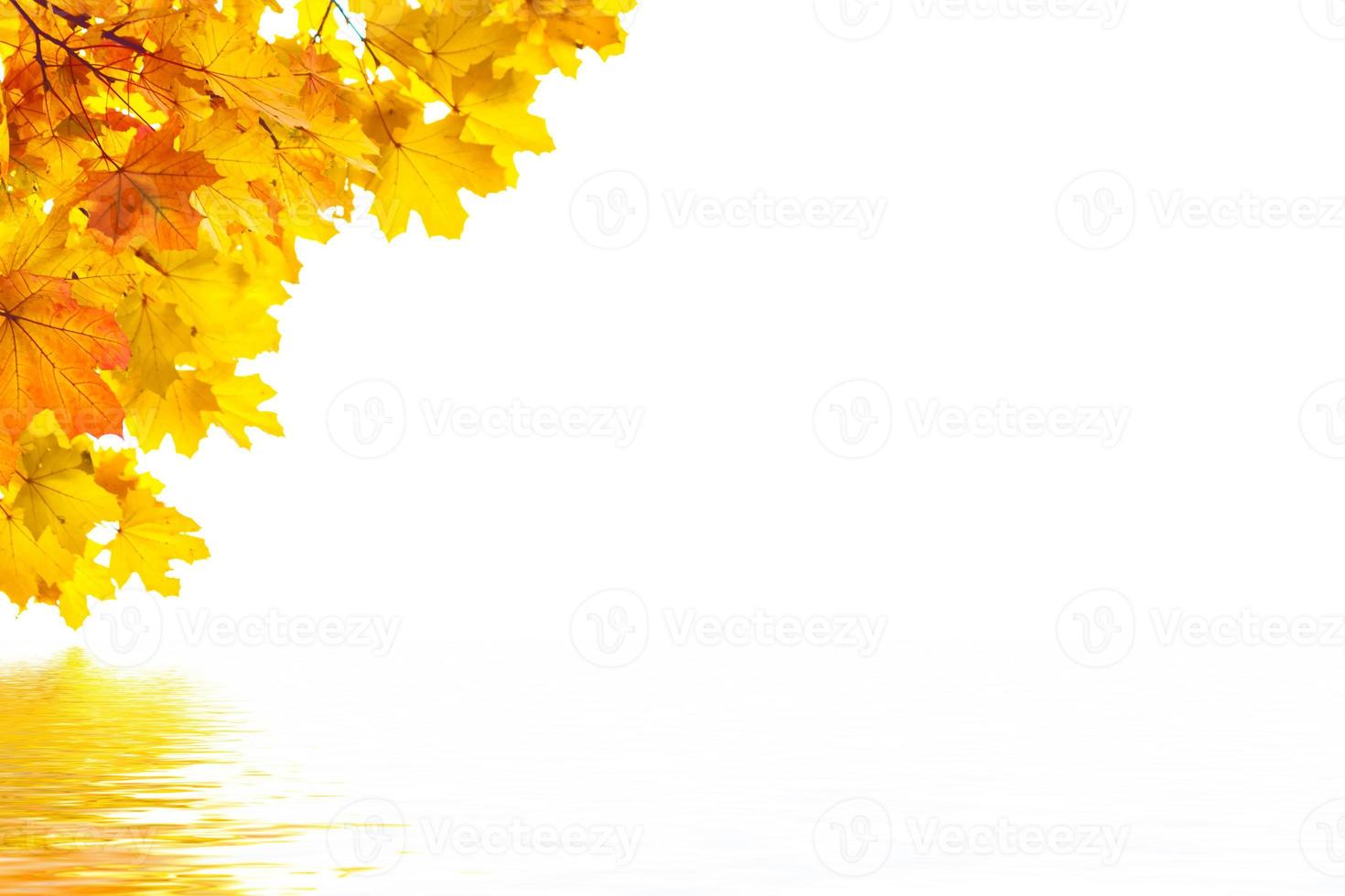 Bright colorful autumn leaves photo