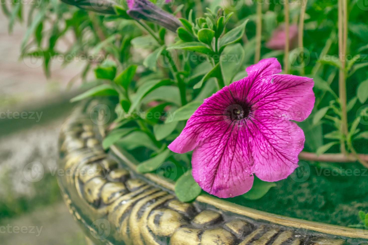 Pink petunia colorful flowers photo