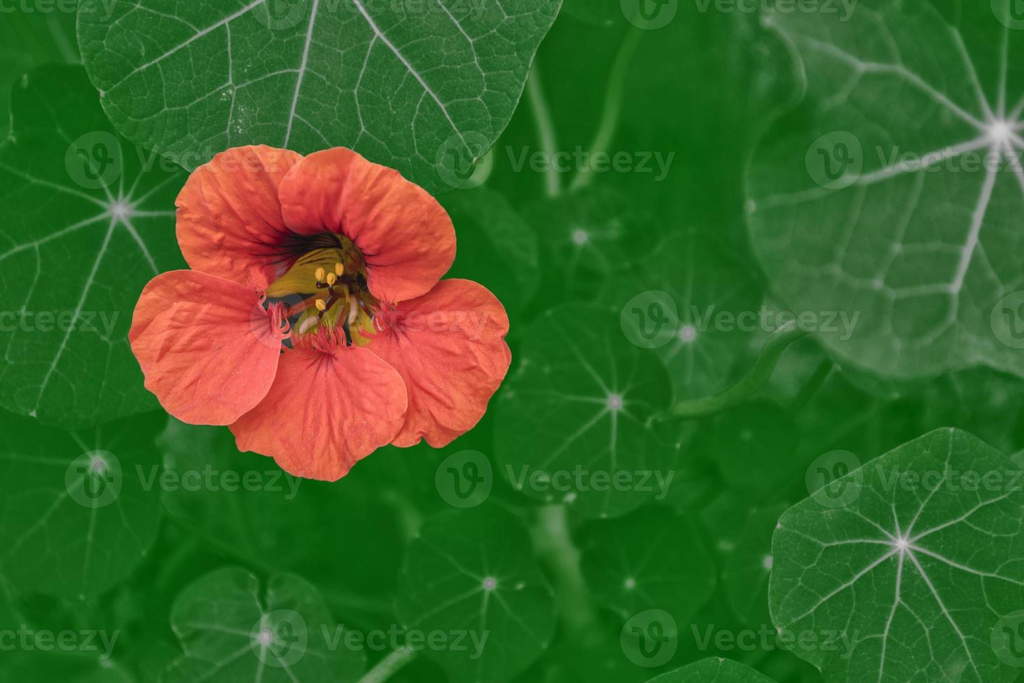 nasturtium flowers. Summer landscape photo