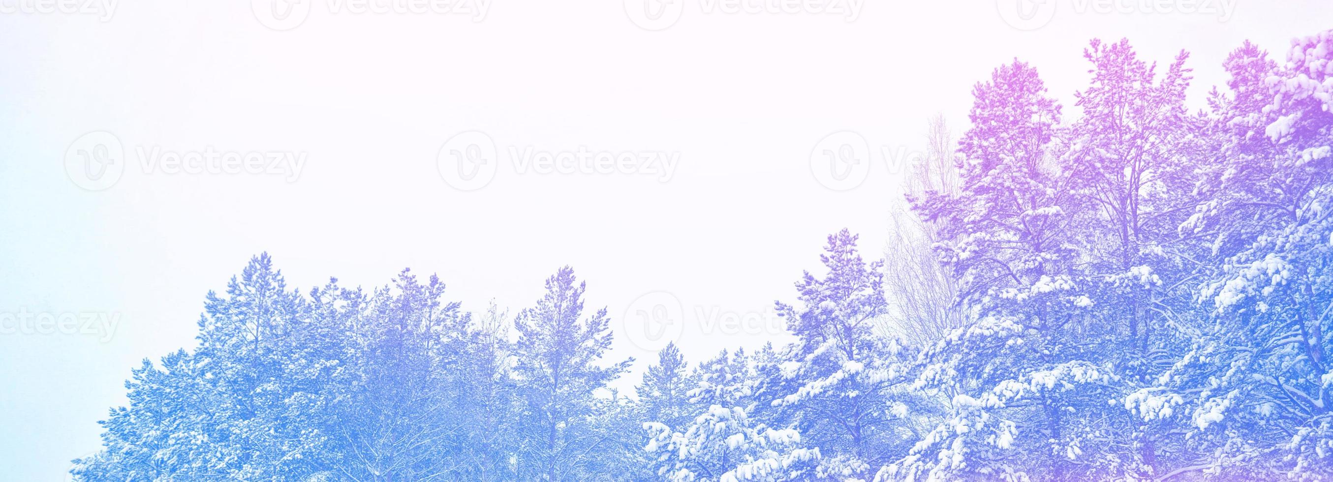 Frozen winter forest with snow covered trees. photo