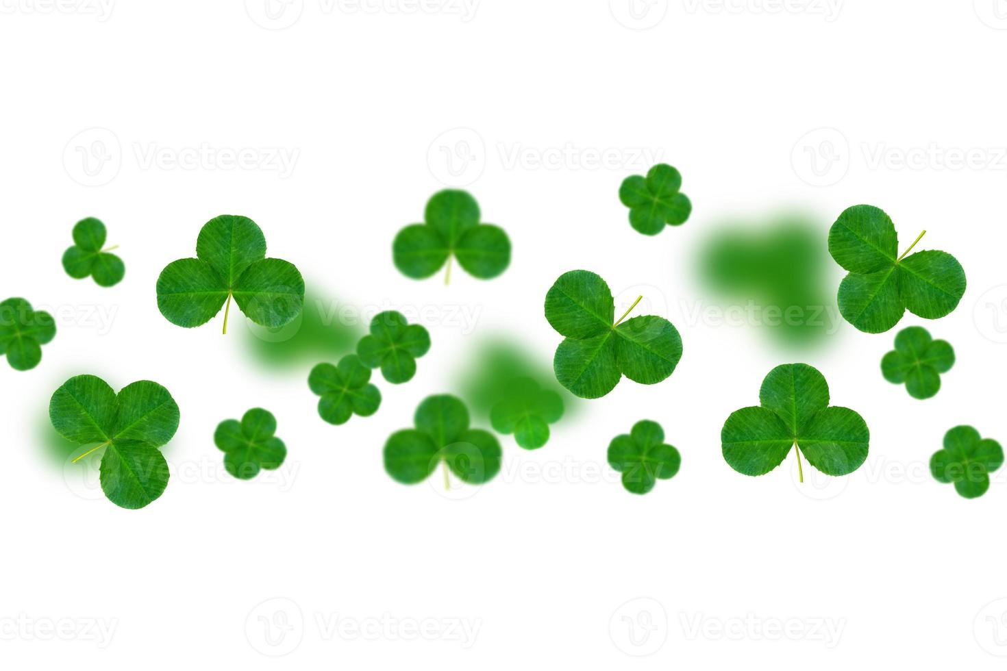 leaf clover on white background. Green foliage. St.Patrick 's Day. photo