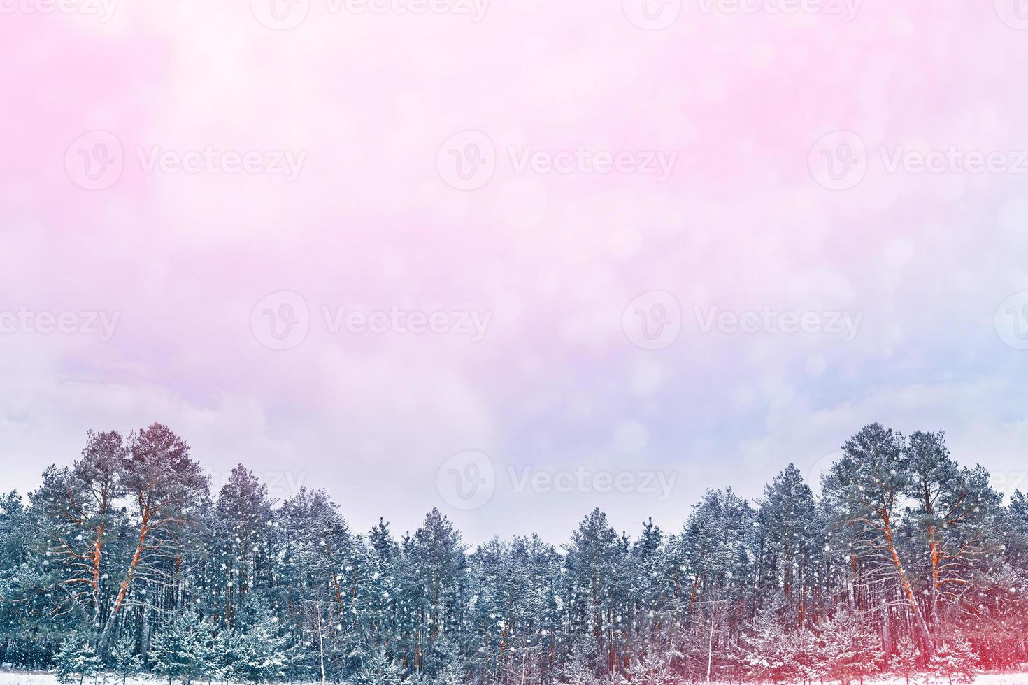 Frozen winter forest with snow covered trees. photo