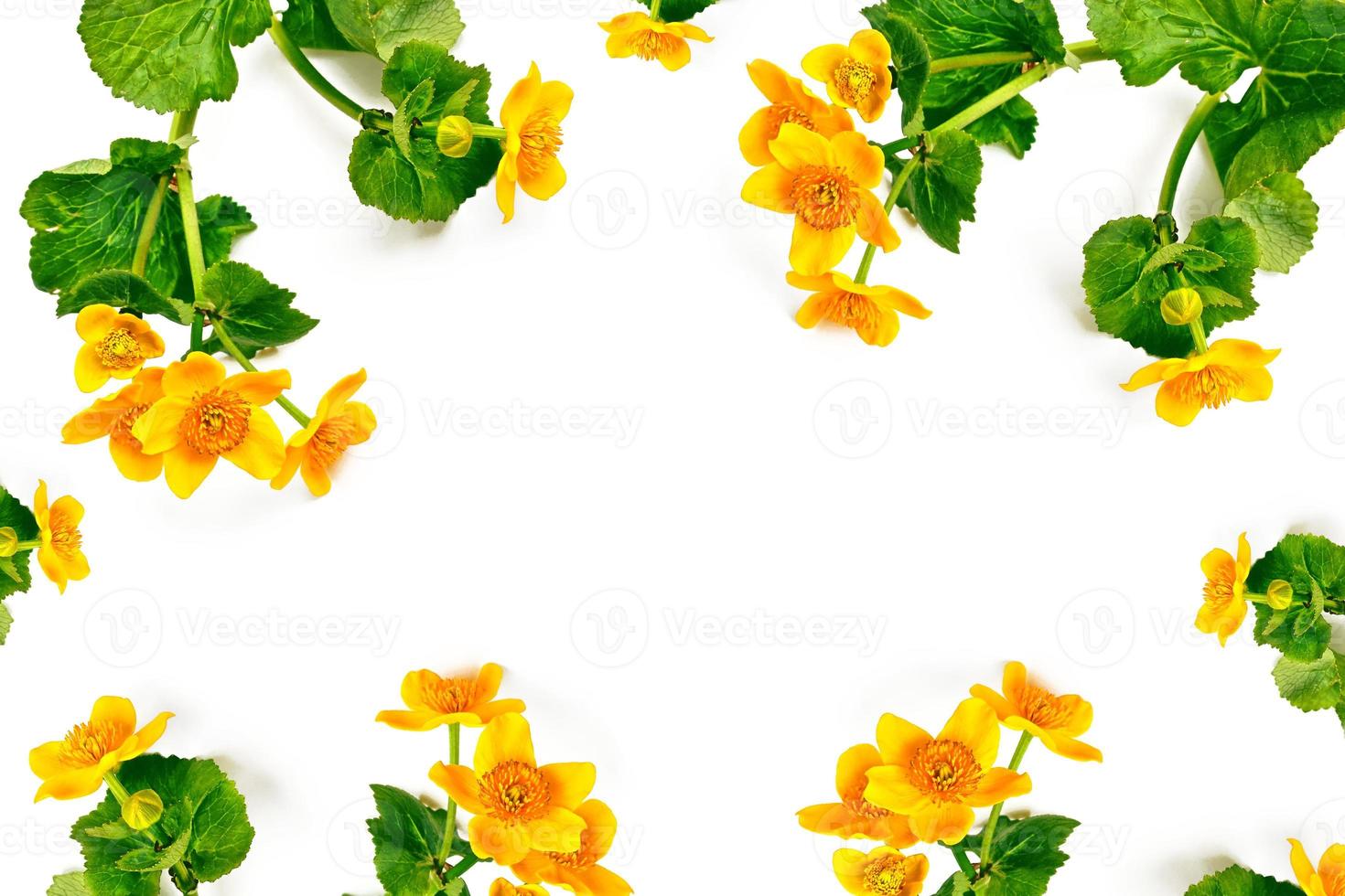 Bright yellow spring flowers on a white background. photo