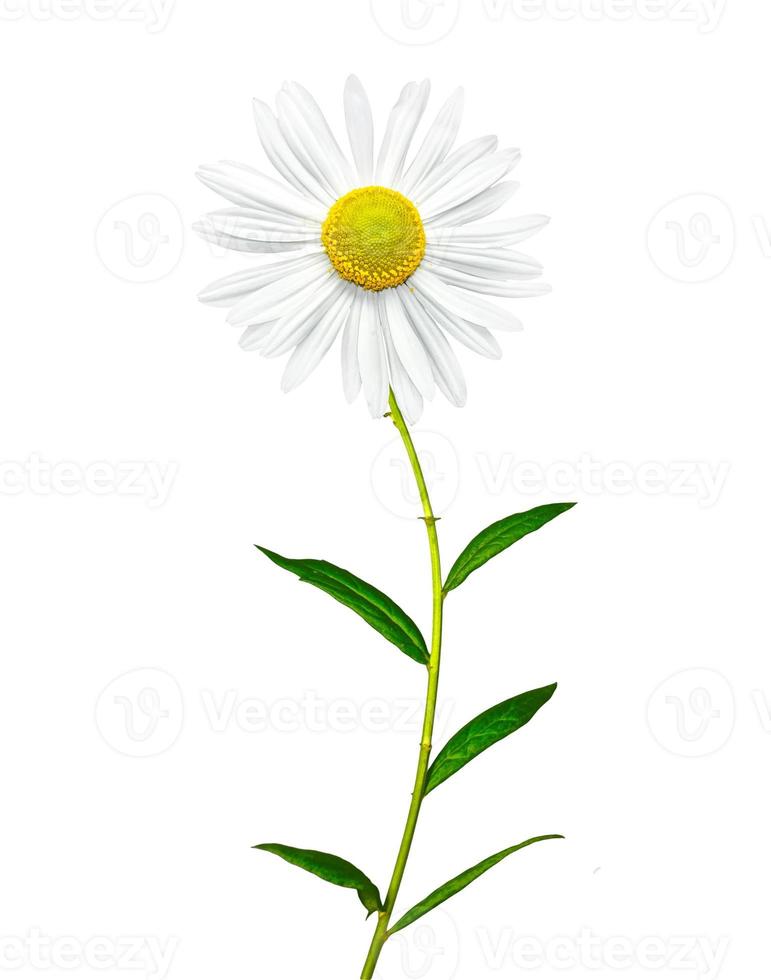 daisies summer  flower isolated on white background photo