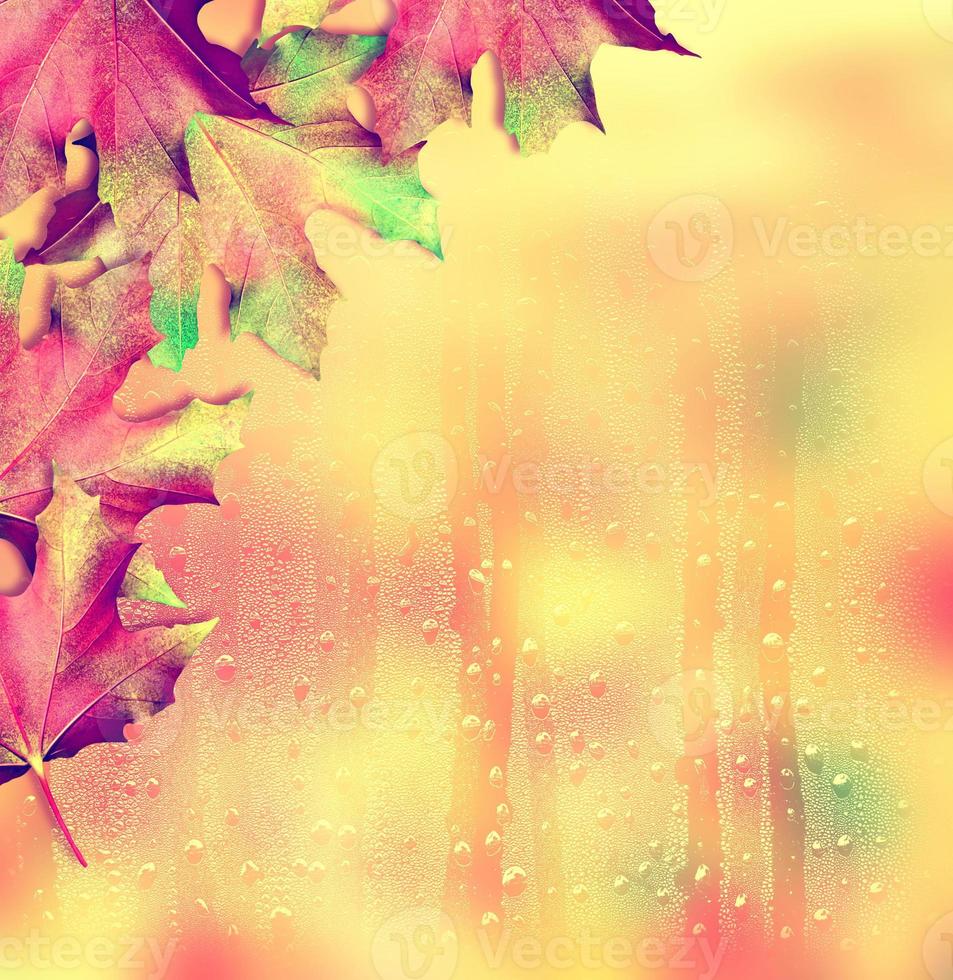 Autumn landscape. Beautiful  leaves. Colorful trees. Indian summer photo