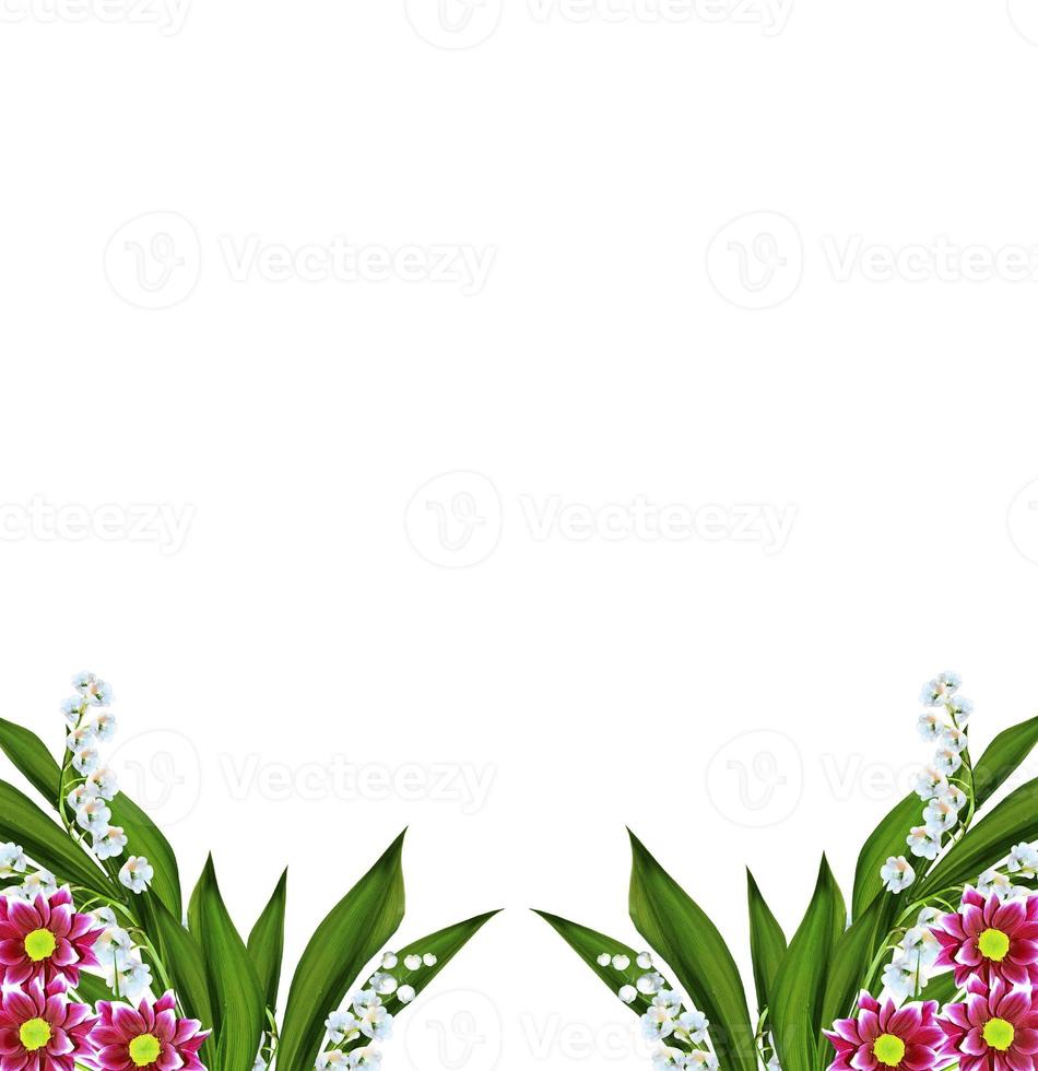 Autumn beautiful colorful chrysanthemum flowers isolated on white background photo