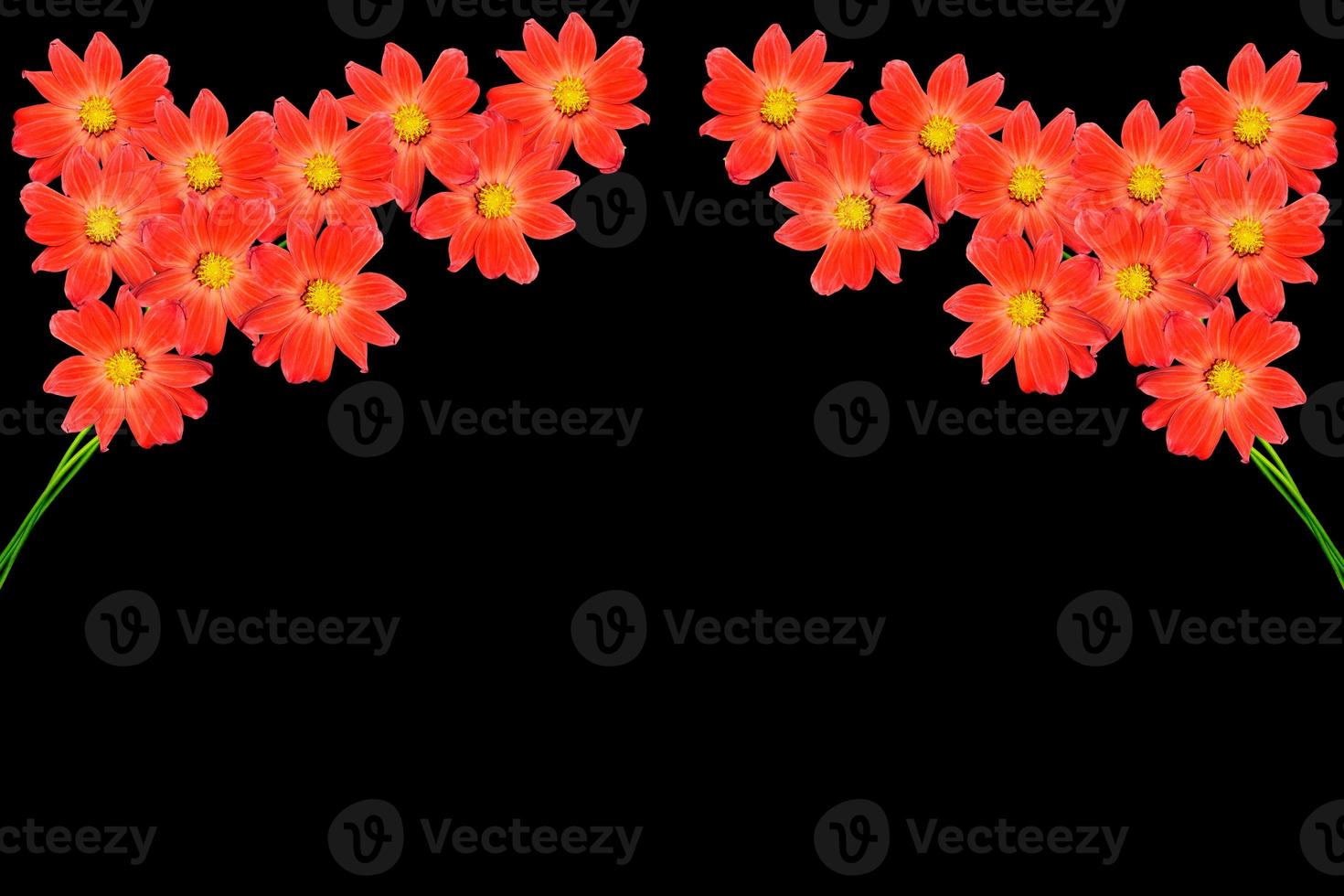 Bouquet of flowers dahlias. Flowers isolated on black background. photo