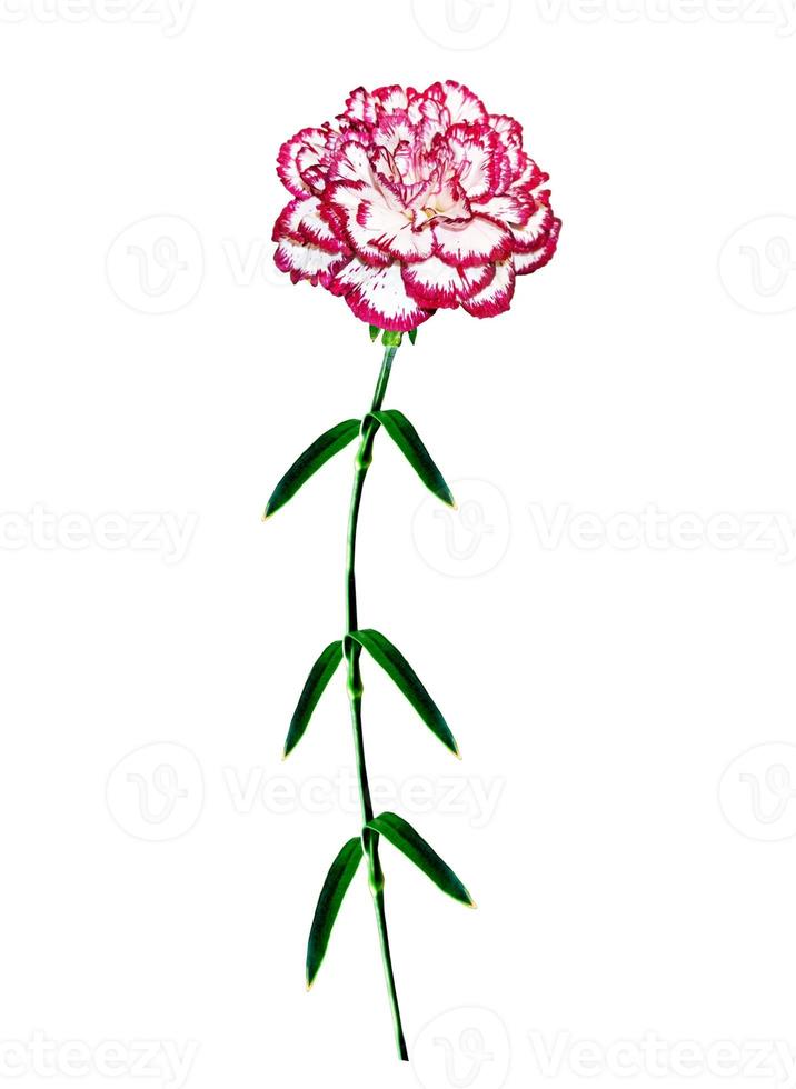 Bouquet of flowers carnation. photo