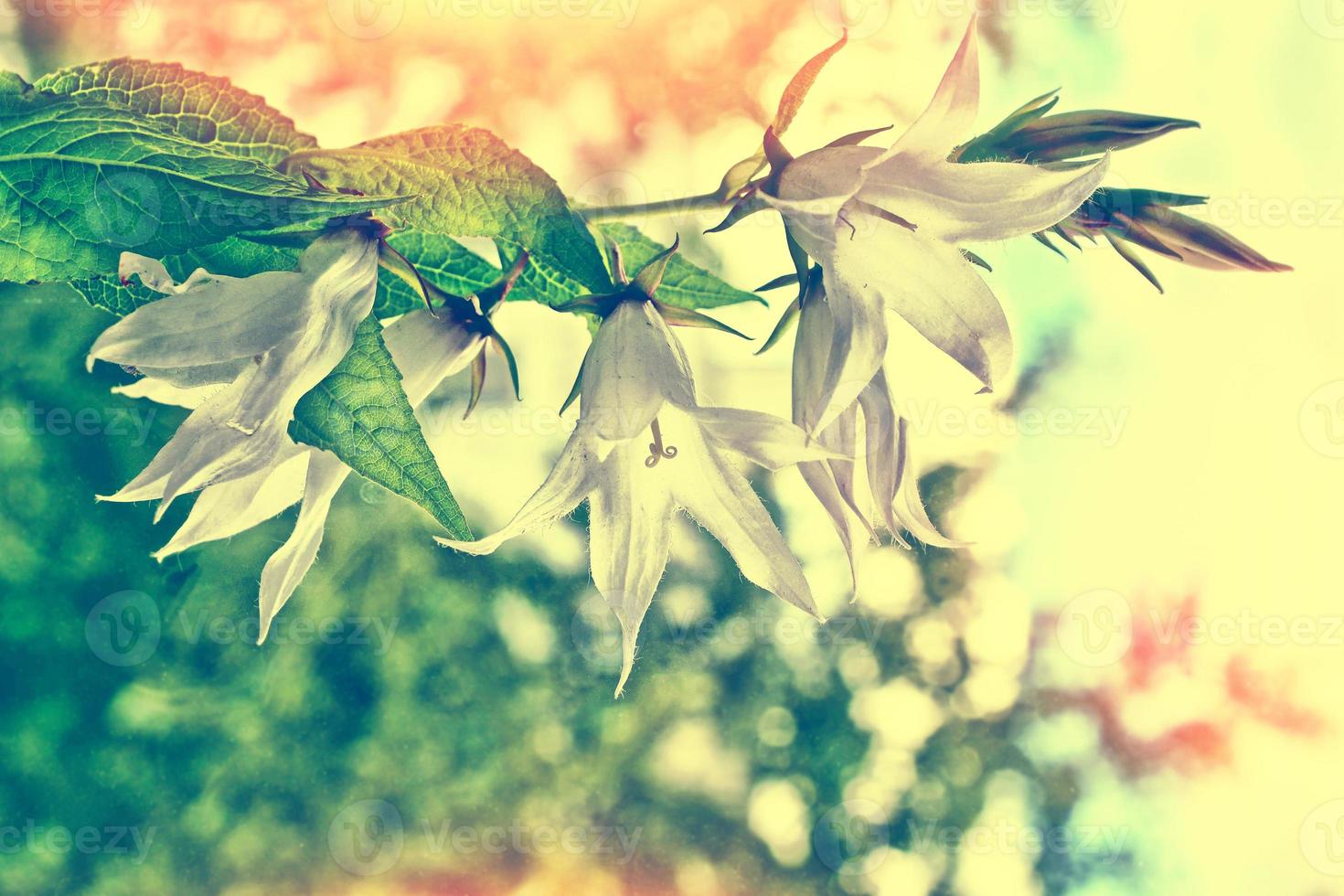 Colorful bright flowers bells on the background of the summer landscape. photo