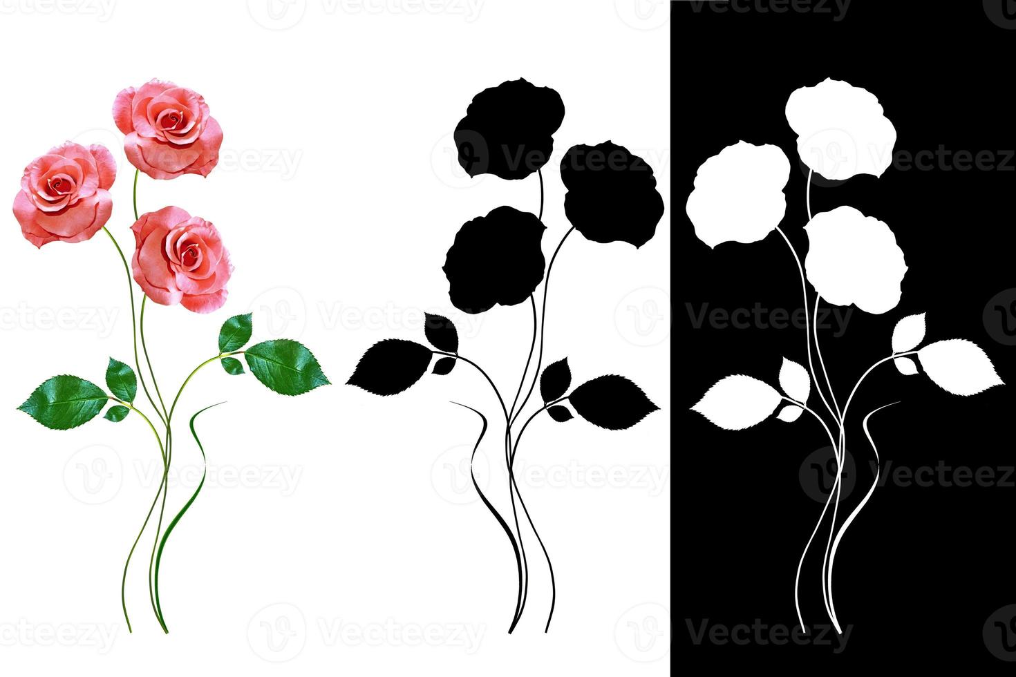 flower buds of roses isolated on white background photo