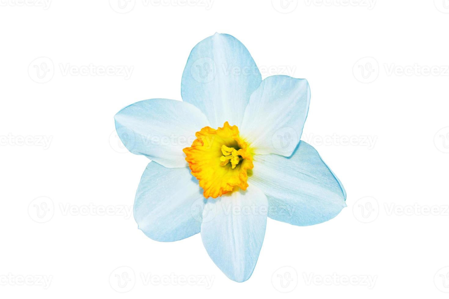 spring flowers narcissus isolated on white background photo