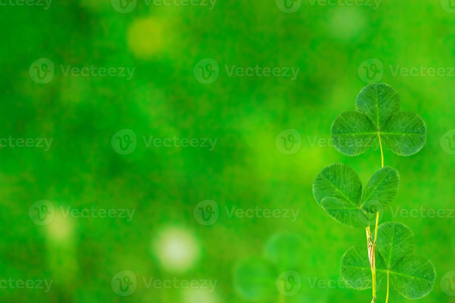 Green clover leaves on a background summer landscape photo