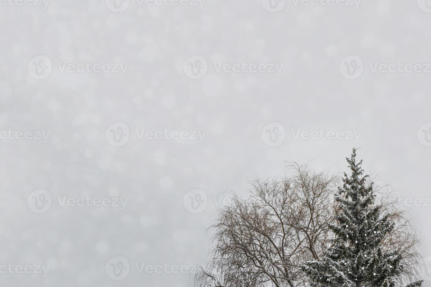 bosque de invierno congelado con árboles cubiertos de nieve. foto