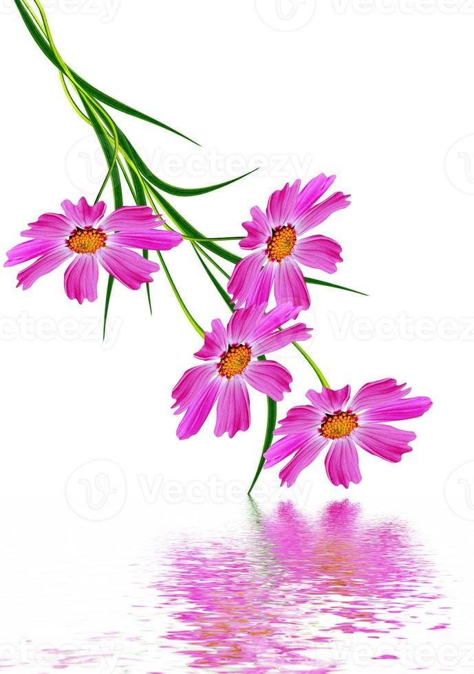 Cosmos flowers isolated on white background photo