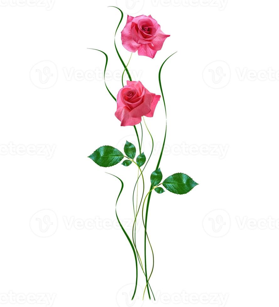 flower buds of roses isolated on white background photo