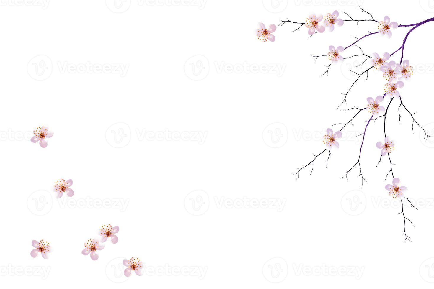 Flowering branch of cherry isolated on a white background. photo