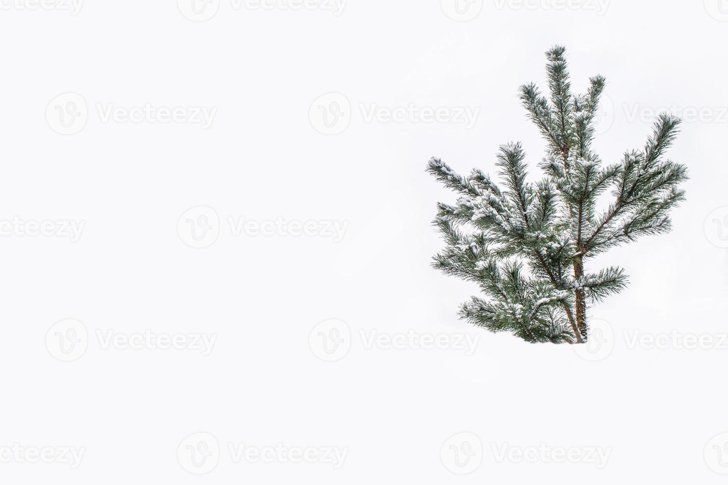 Christmas tree isolated on white background. Spruce. photo
