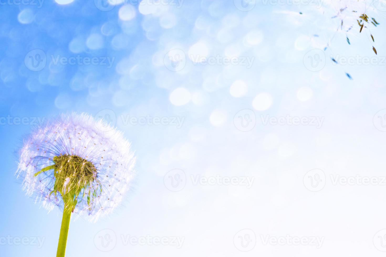 flor de diente de león esponjosa contra el fondo del paisaje de verano. foto