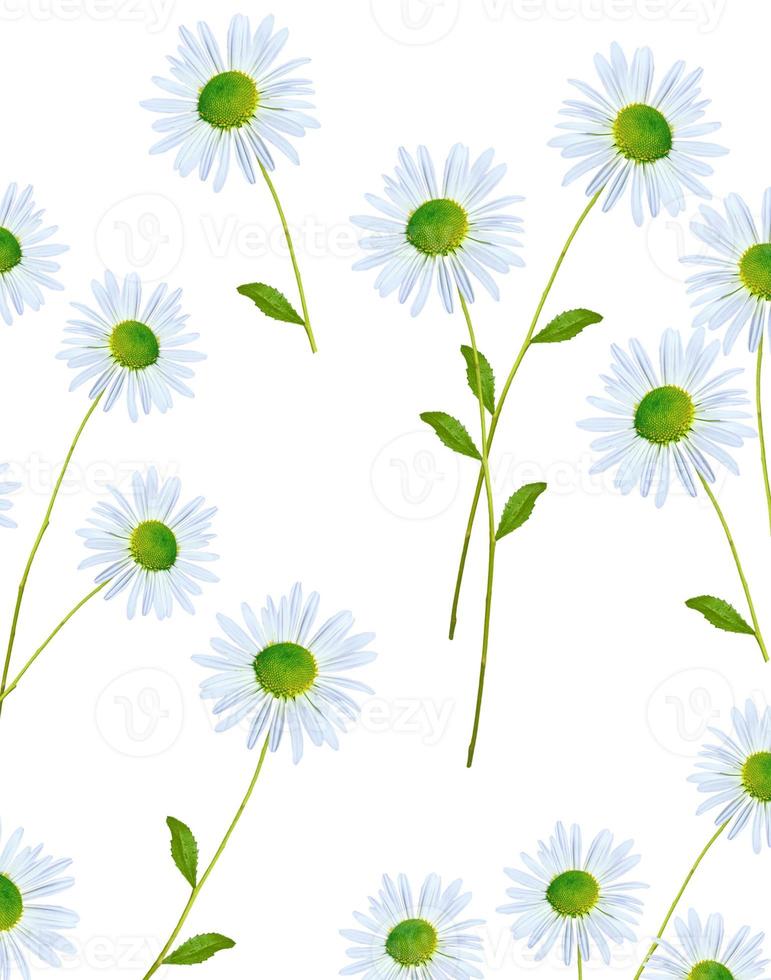 daisies summer white flower isolated on white background photo