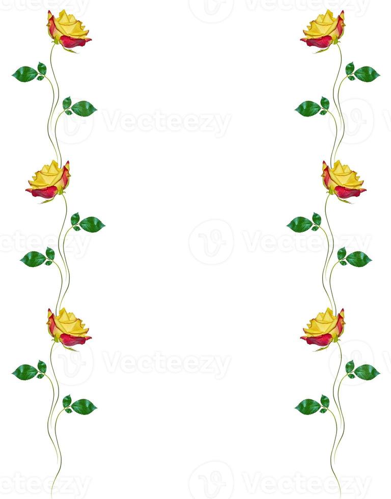 Flower bud roses on a white background photo
