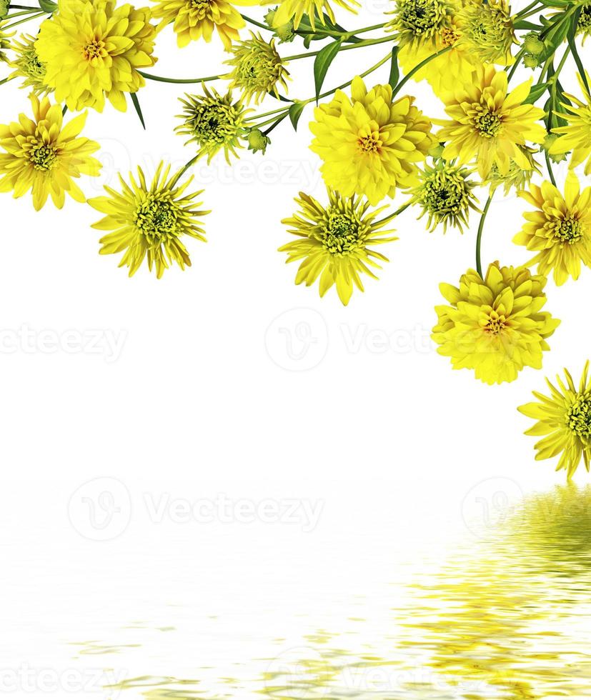 Dahlia flower isolated on white background photo