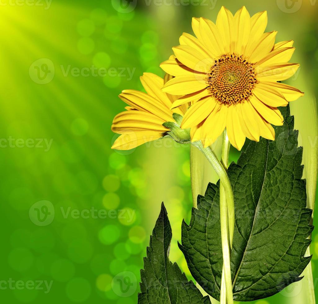 Summer landscape with yellow flowers photo
