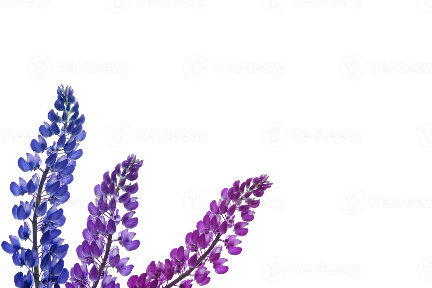 Blue lupines beautiful flowers on a white background photo
