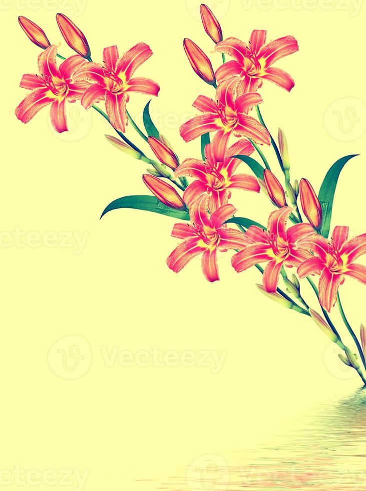 Flower lily isolated on yellow background. photo