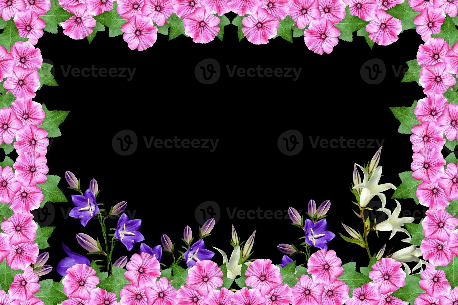 petunia flowers isolated on black background. bright flower photo