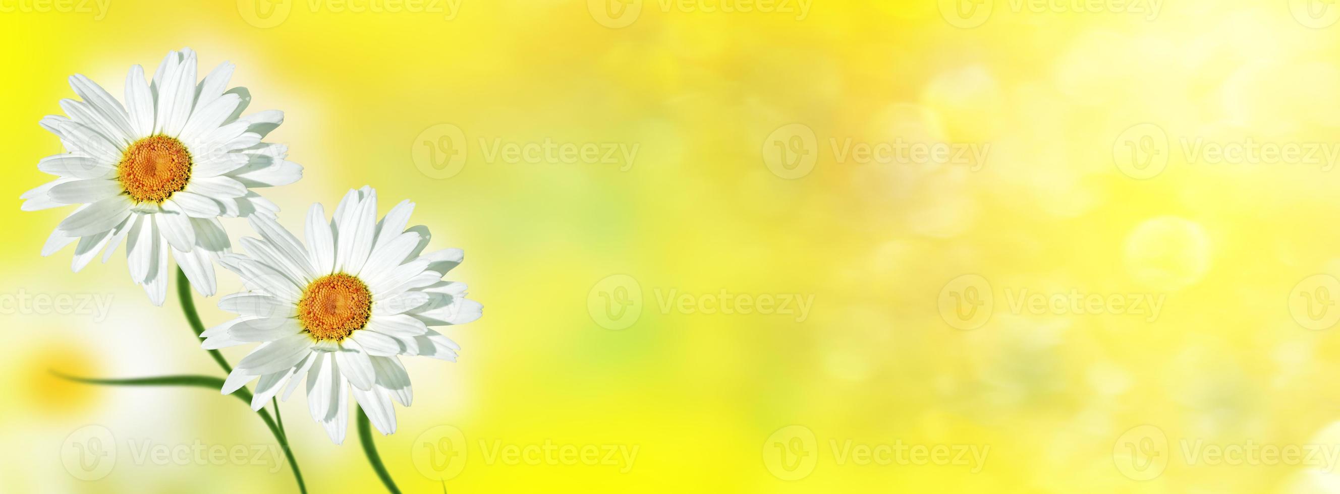 White bright daisy flowers on a background of the summer landscape. photo