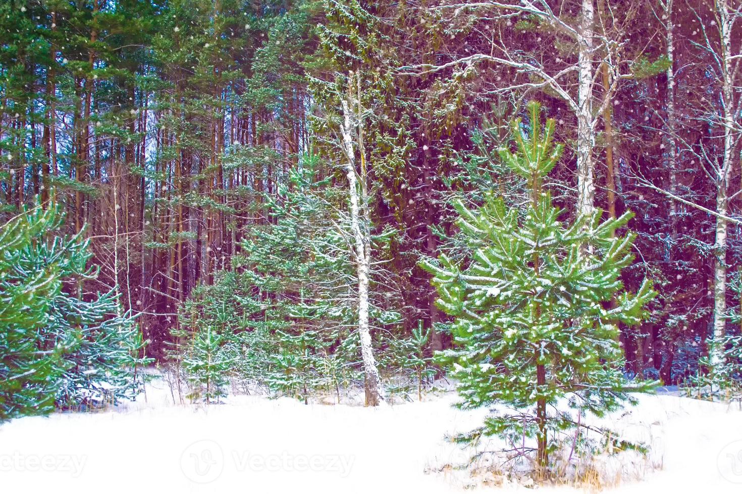 Frozen winter forest with snow covered trees. photo