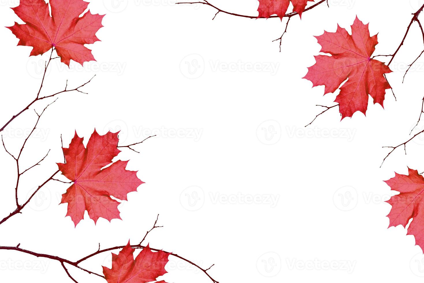 Bright colorful autumn leaves photo