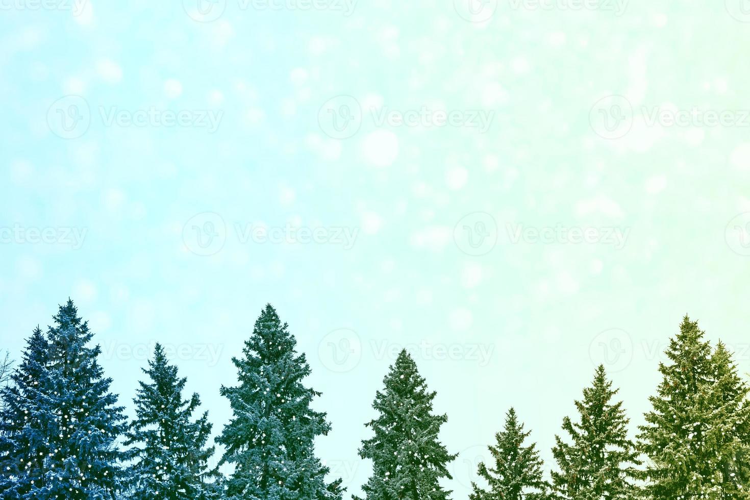 Frozen winter forest with snow covered trees. photo