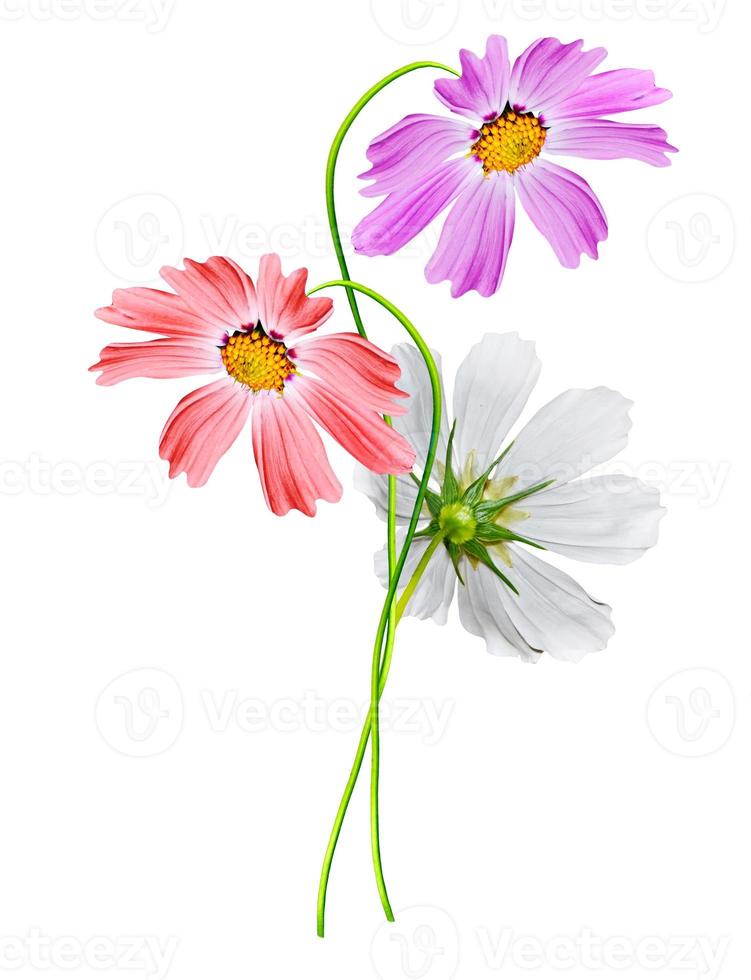 Cosmos flowers isolated on white background photo