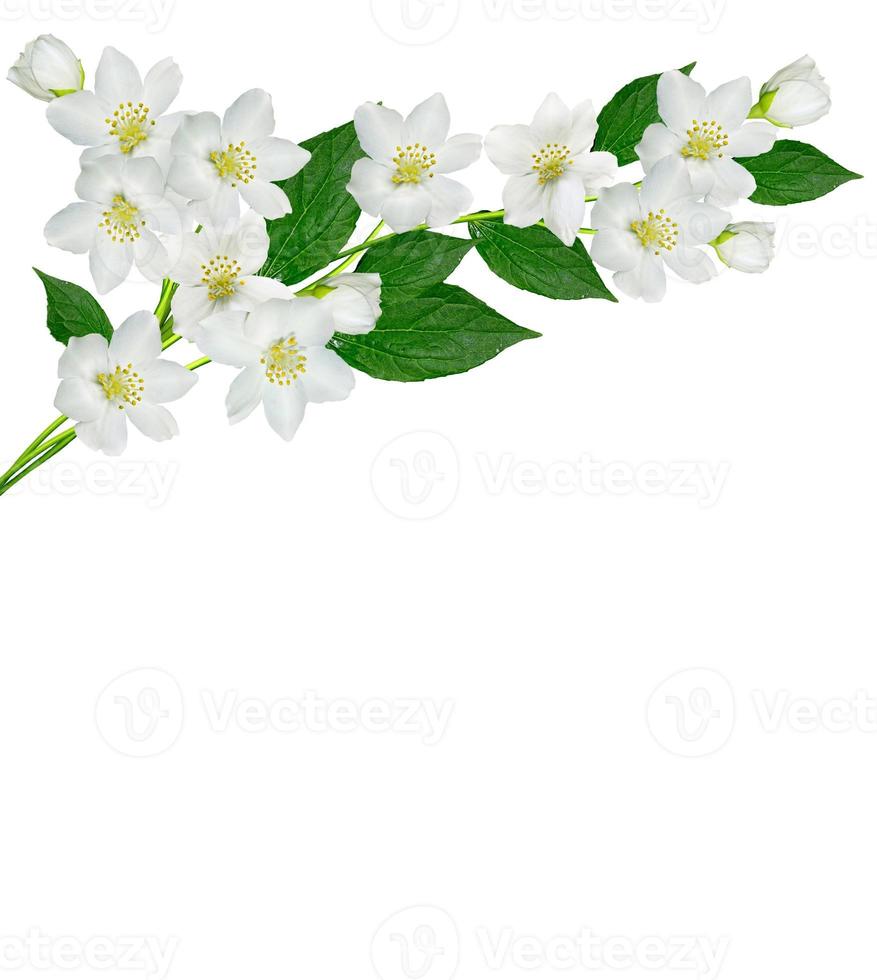 branch of jasmine flowers isolated on white background photo