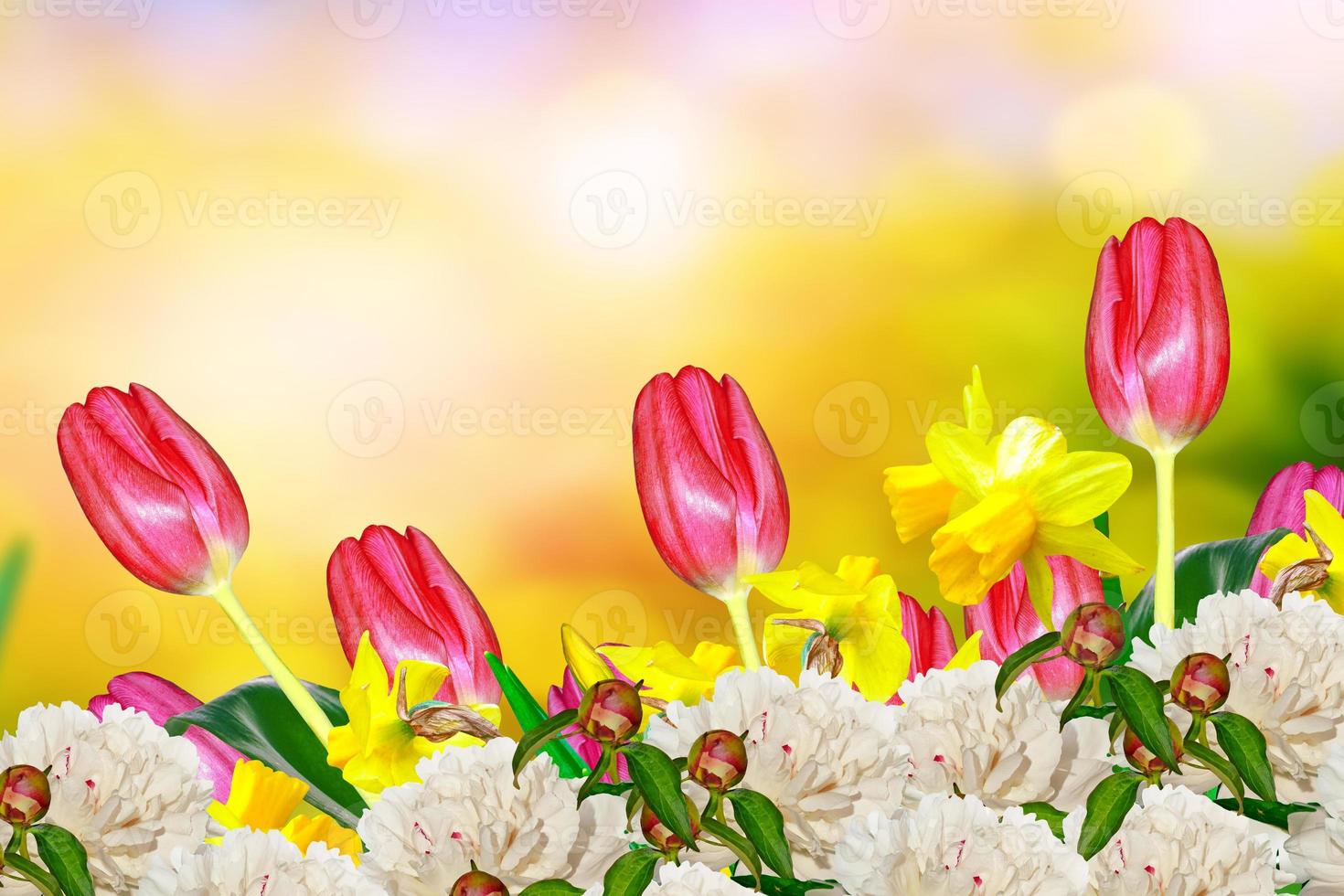 Bright and colorful spring flowers daffodils and tulips photo
