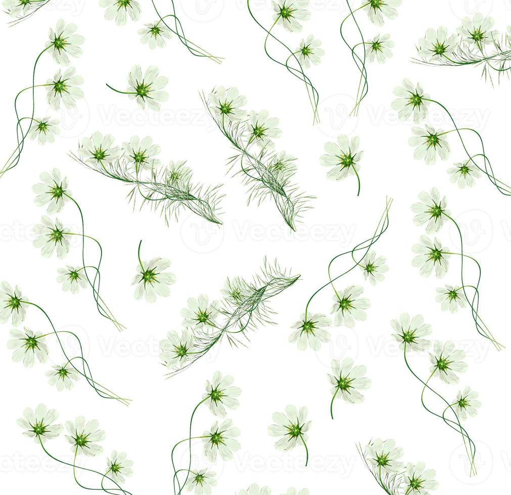 daisies summer flower isolated on white background. photo