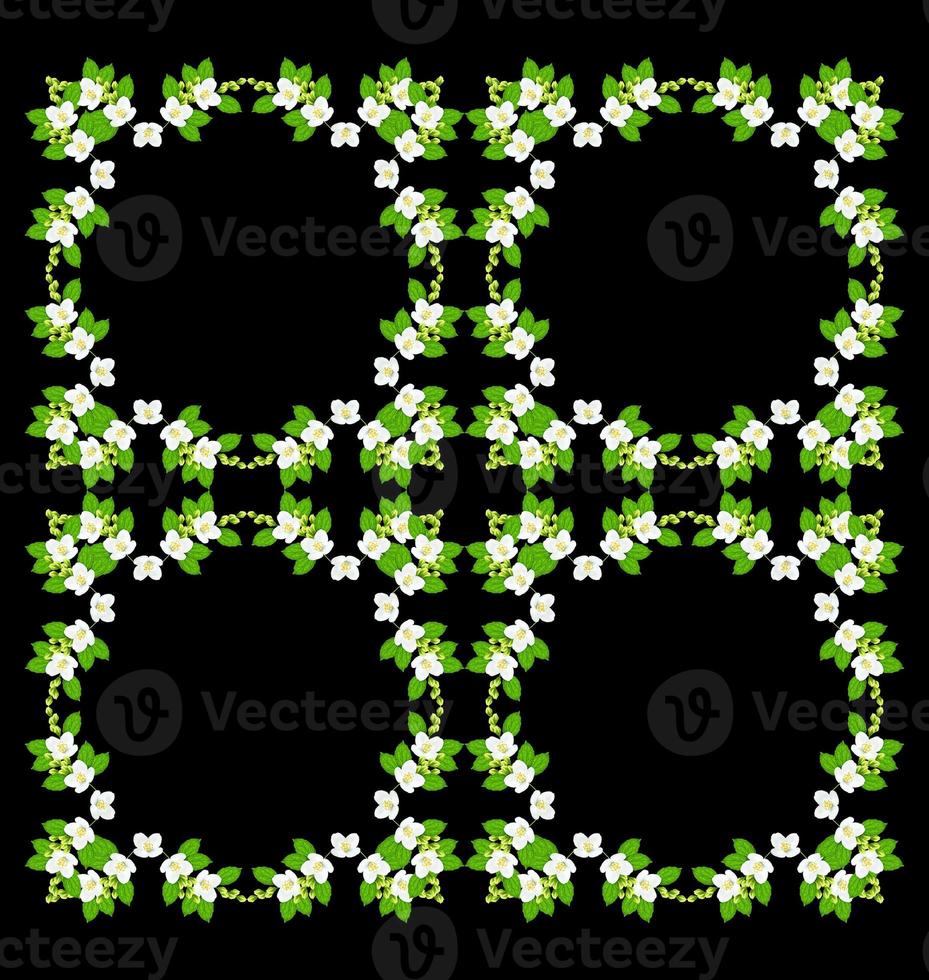 branch of jasmine flowers isolated on black background photo