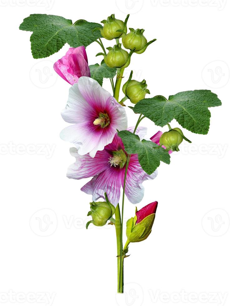 mallow flowers isolated on white background photo