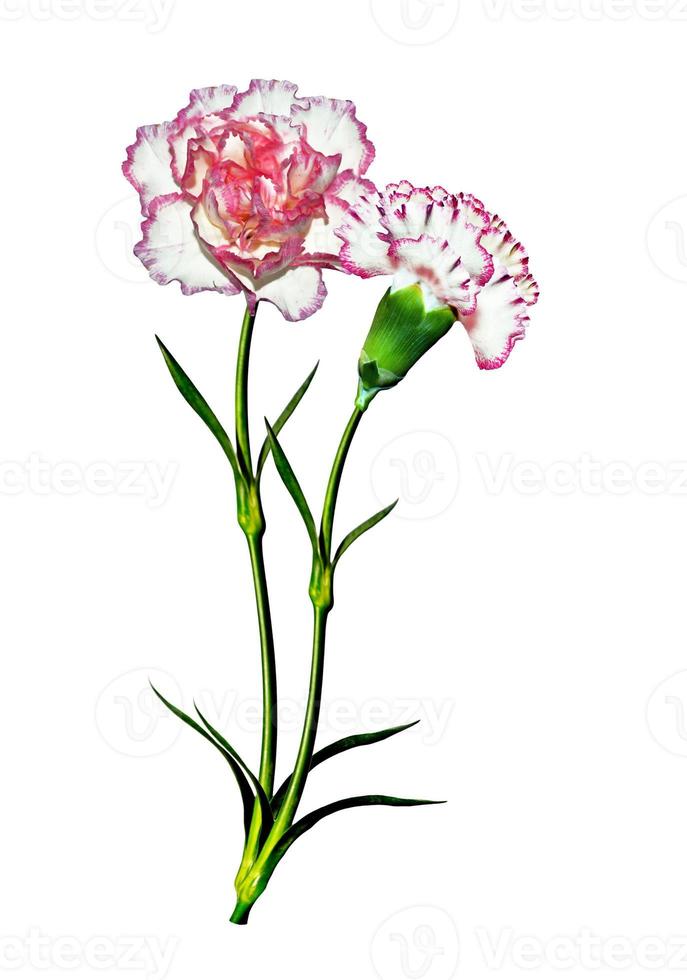 carnation flowers isolated on white background photo