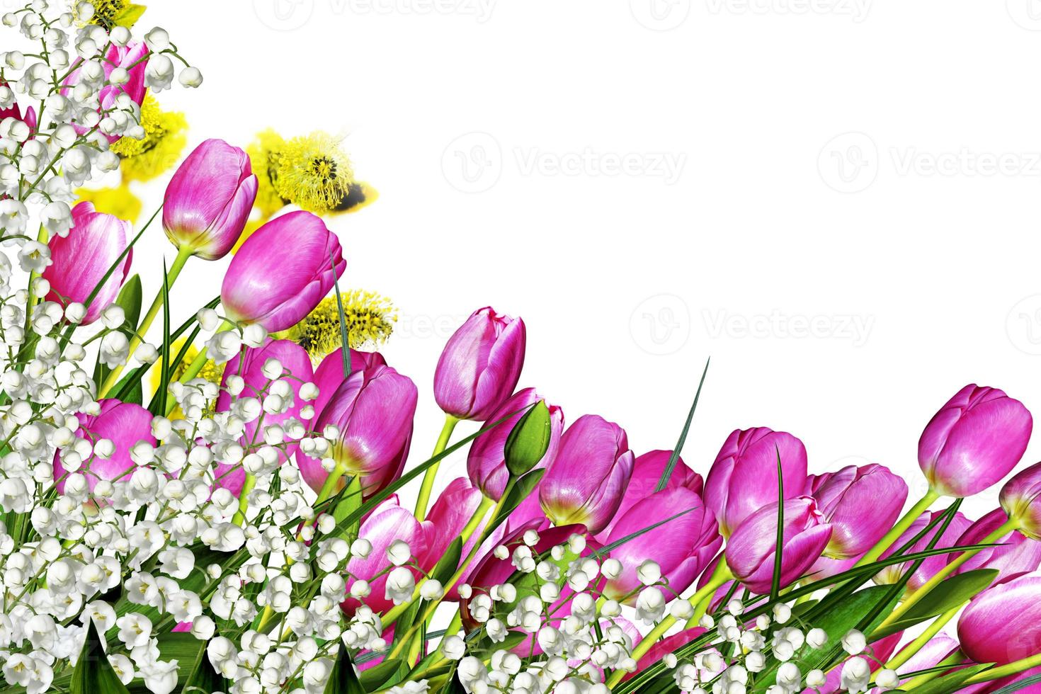 tulips flowers isolated on white background photo