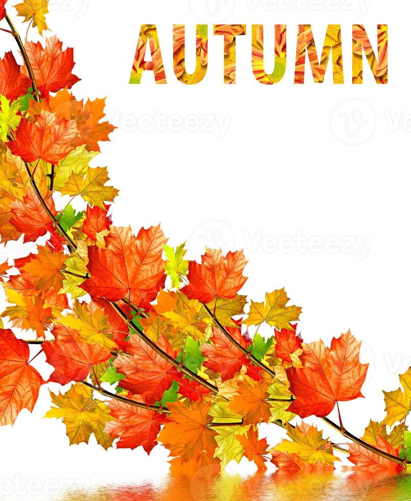 autumn leaves isolated on white background. photo