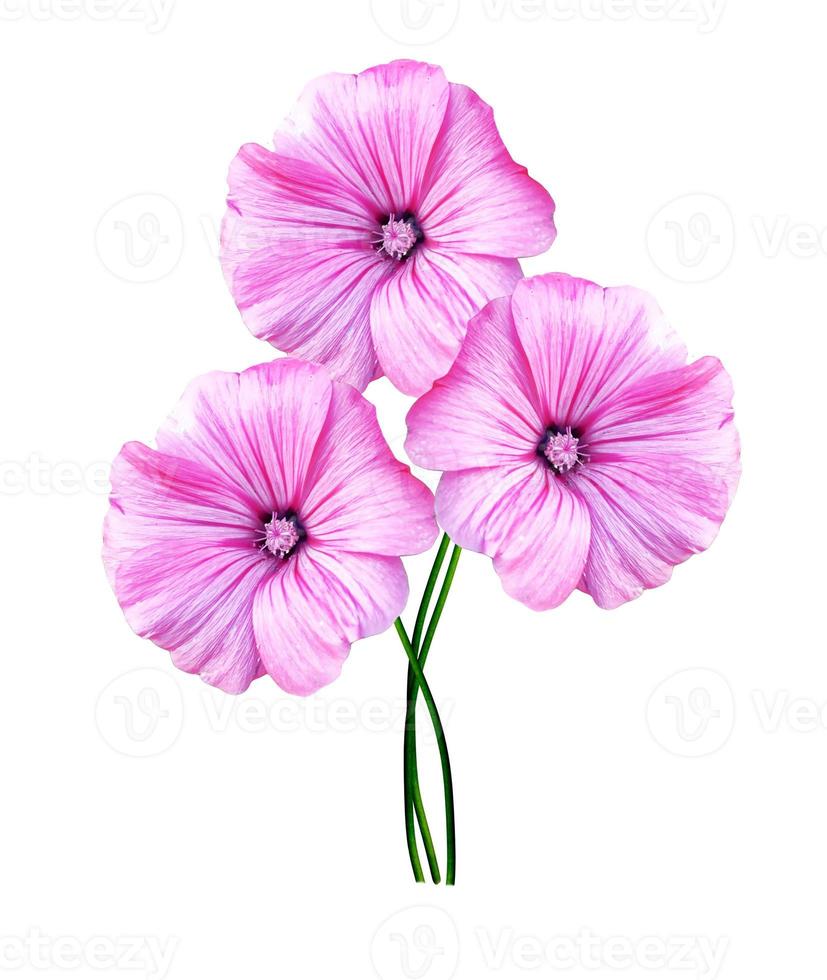 petunia flowers isolated on white background photo