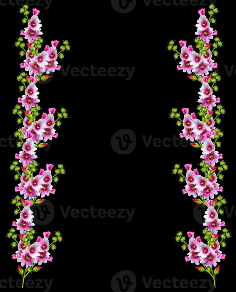 mallow flowers isolated on black  background photo