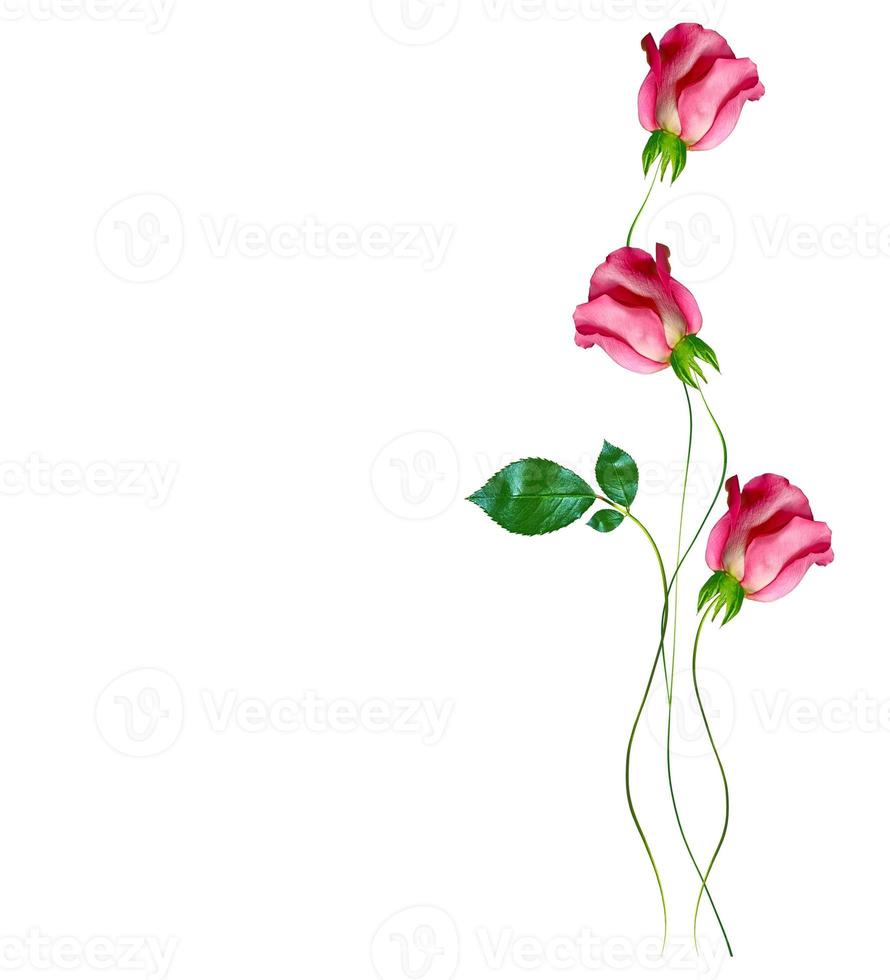 capullos de rosas aislado sobre fondo blanco. foto