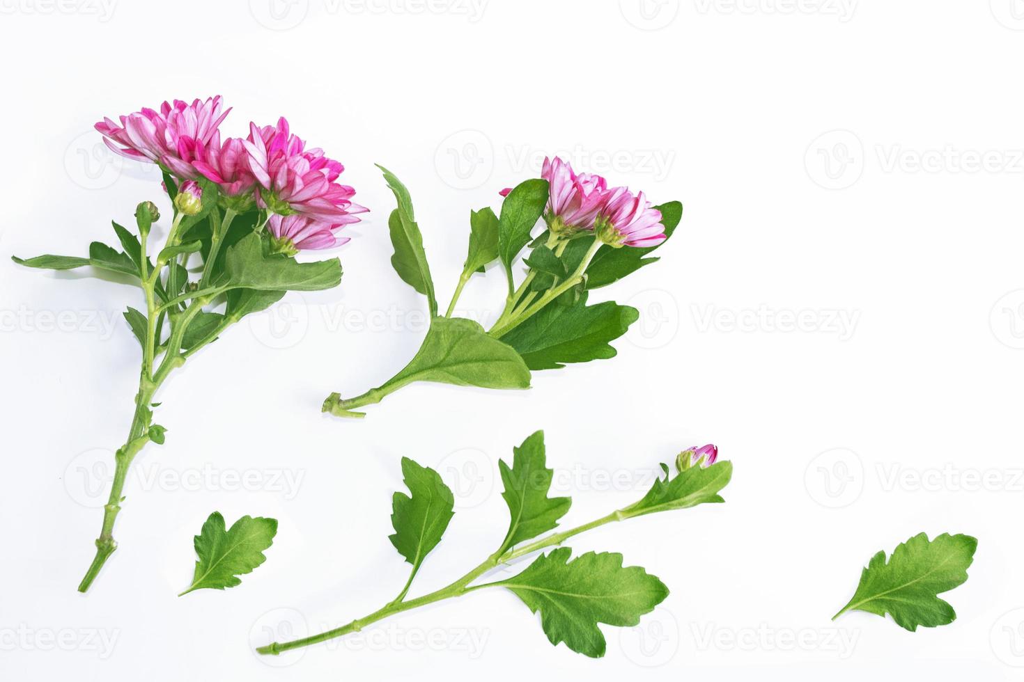 Colorful autumn flowers of chrysanthemum photo