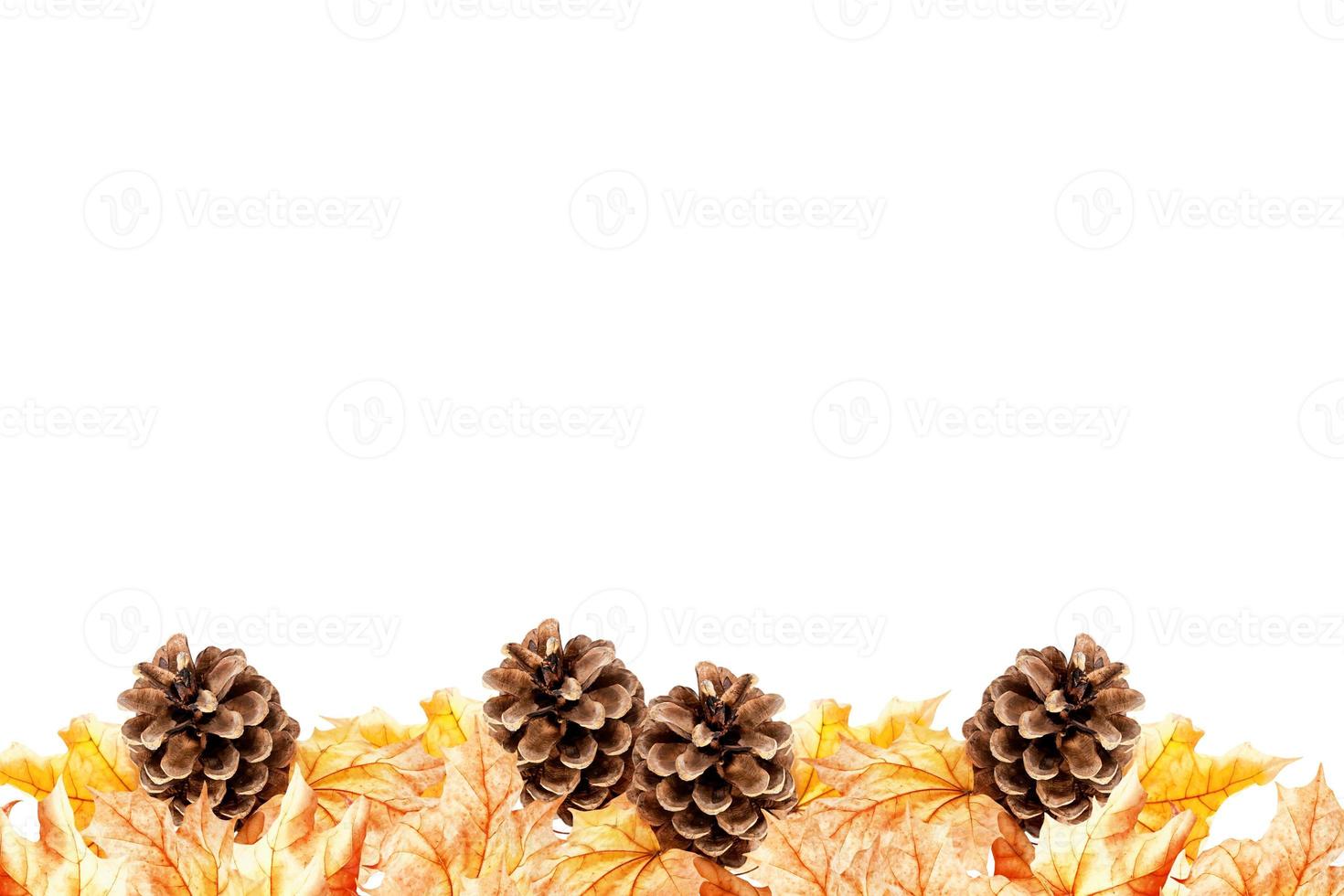 Bright colorful autumn leaves photo