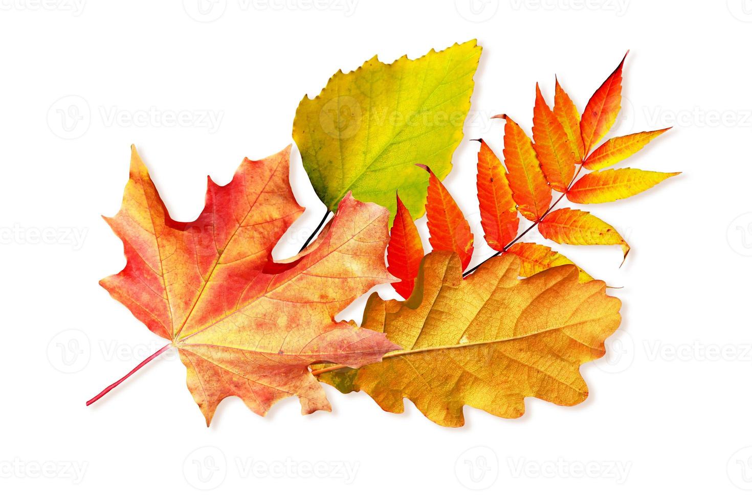 autumn leaves isolated on white background. photo